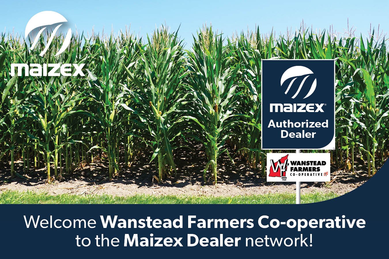 maizex